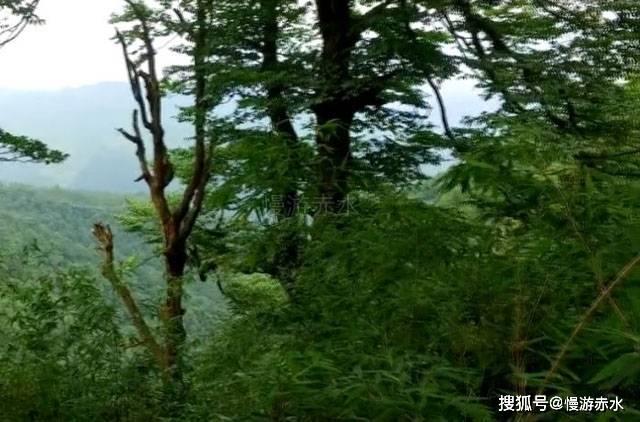 逗小猴开心系列197